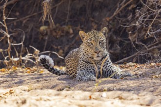Leopard (Panthera pardus) male Zambia