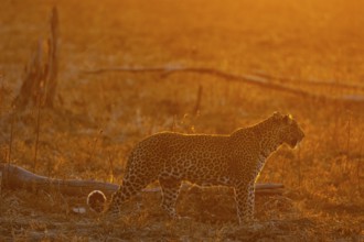 Leopard (Panthera pardus) femal at sunset Zambia