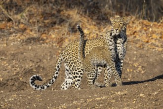 Leopard (Panthera pardus) female with 4 month old cub Zambia