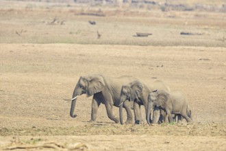 African Elephant (Loxodonta africana) family crossing Luangwa Valley Zambia