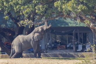 African elephant (Loxodonta africana) infront of camp Zambia