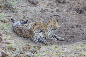 Leopard (Panthera pardus) two brothers Zambia