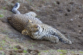 Leopard (Panthera pardus) cub 12 month old Zambia