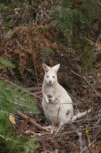 Rare white wallaby in the wild of Tasmania. Albino Bennett Wallaby at the edge of the forest on