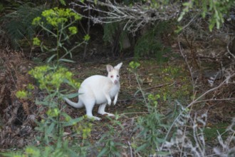 Rare white wallaby in the wild of Tasmania. Albino Bennett Wallaby at the edge of the forest on