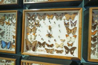 Showcase full of butterflies of various types and sizes in an exhibition room, Amazonia exhibition,