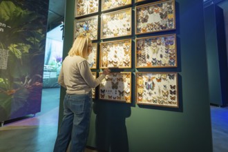 Woman looking at a display with butterflies in a frame, exhibited in a museum gallery, Amazonia