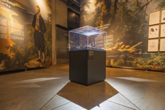 Historical presentation and exhibits in an illuminated exhibition room, Amazonia exhibition,