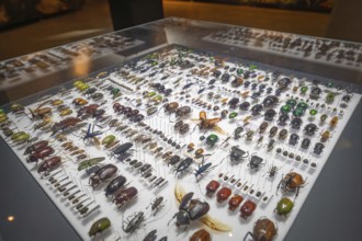 Detailed collection of beetles in a glass case at an exhibition, Amazonia exhibition, Gasometer,