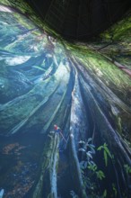 Fantastic illustration of a forest with huge roots and a colorful bird in an interior, Amazonia