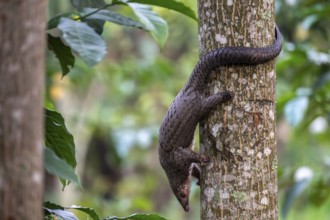 Pangolin climbing a tree, white-bellied pangolin (Phataginus tricuspis, Manis tricuspis), Western