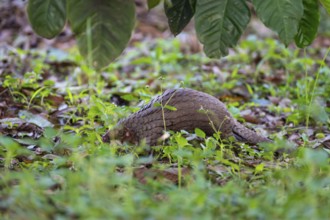 Pangolin on the ground, white-bellied pangolin (Phataginus tricuspis, Manis tricuspis), Western