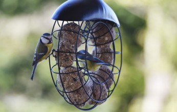 Blue tits (Cyanistes caeruleus) eat suet balls, Schleswig-Holstein, Germany