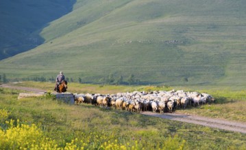 Shepherd with flock on a path through a summer pasture, near Zovaber, Kotayk province, Armenia