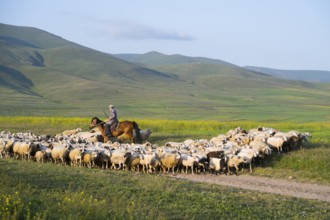 Shepherd drives flock of sheep through green hills in sunny weather, near Zovaber, Kotayk province,