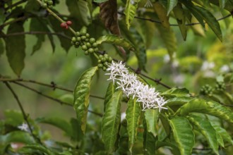 Coffee, coffee plant with fruits and flowers, western region, Uganda
