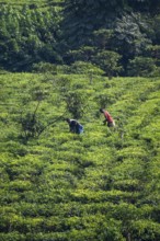 Worker on a tea plantation in the mountains, western region, Uganda