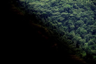 Symbolic image of deforestation, loss of rainforest, jungle, Bwindi Impenetrable Forest National