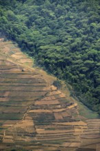 Contrast between forest and farmland, symbolic image of deforestation, loss of rainforest, jungle,