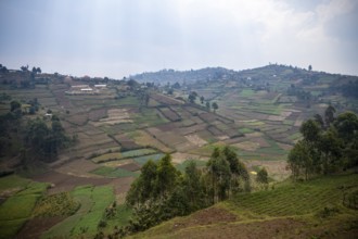 Fields and agricultural land, symbol of deforestation, Uganda