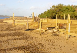 Temporary coastal defences erected by Bawdsey Haven Yacht Club, response to rapid erosion beach