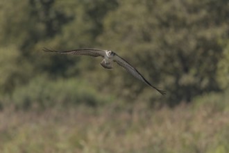 A majestic bird of prey flies across an open landscape under a clear blue sky and scans its