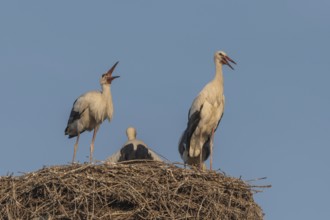 Juvenile storks stand on a nest of Twigs. It is spring and the sky is blue in the evening. Birds