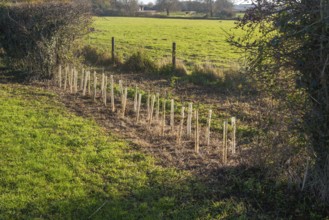Saplings planted in protective tubes to regrow gap in hedgerow, Sutton, Suffolk Sandlings, Suffolk,