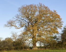 Oak tree in autumn, Quercus robur, against blue sky, Sutton, Suffolk Sandlings, Suffolk, England,