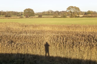 Silhouette shadow of person photographer reeds autumn landscape, Sutton, Suffolk Sandlings,