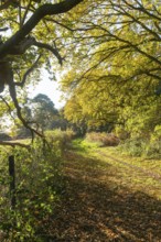 Footpath pathway through woodland trees in autumn, Shottisham, Suffolk Sandlings, Suffolk, England,