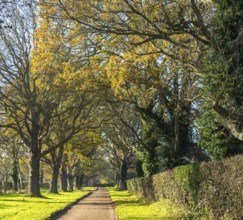 Treelined avenue in autumn Woodhall Drive road, Sutton, Suffolk Sandlings, Suffolk, England, UK