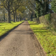 Treelined avenue in autumn Woodhall Drive road, Sutton, Suffolk Sandlings, Suffolk, England, UK