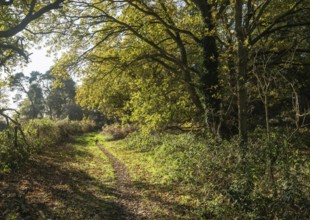 Footpath pathway through woodland trees in autumn, Shottisham, Suffolk Sandlings, Suffolk, England,