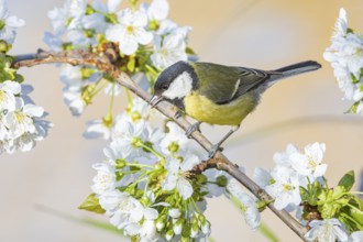 Great tit (Parus major) Germany