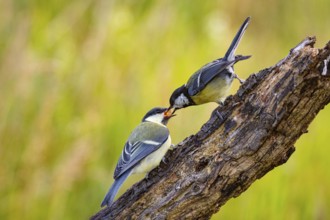 Great tit (Parus major) adult bird feeds young Germany