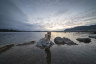 Curious cat after sunset, Hopfensee, Hopfen am See, near FÃ¼ssen, OstallgÃ¤u, AllgÃ¤u, Bavaria,