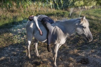 Young girl lying on her white mare in the pasture, Othenstorf, Mecklenburg-Western Pomerania,