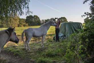 Young girl taking pictures with her mobile phone of her horses in the pasture, Othenstorf,