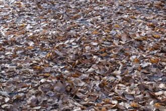 Wet autumn leaves on forest soil, beech leaves, MÃ¼nsterland, North Rhine-Westphalia, Germany