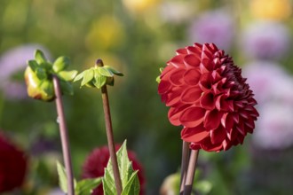 Dahlia (Dahlia), red, MÃ¼nsterland, North Rhine-Westphalia, Germany
