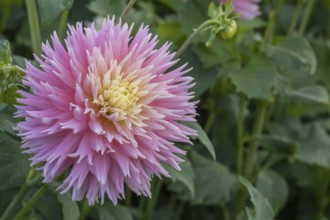Deer Antler Dahlia, Just Married variety, MÃ¼nsterland, North Rhine-Westphalia, Germany