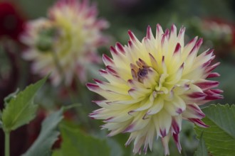 Dahlia (Dahlia), North Rhine-Westphalia, Germany