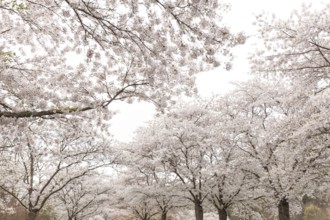 White-blooming cherry trees in spring on Rose Island in Bad Kreuznach, Germany