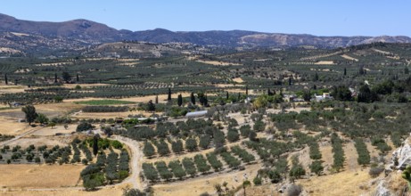 Large olive plantation, Kamilari, Crete, Greece