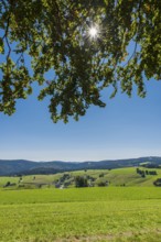 Landscape on the Schauinsland, local mountain of Freiburg im Breisgau