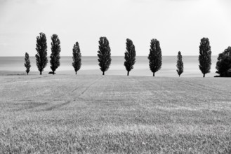 Ripe wheat field in summer, dead ripe, poplars in a row, monochrome, Bornholm, Baltic Sea, Denmark