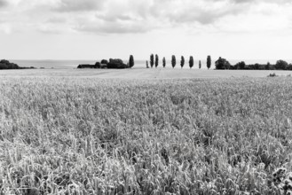 Ripe wheat field in summer, dead ripe, Ertholmene, pea islands on the horizon, monochrome,