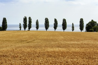 Ripe wheat field in summer, dead ripe, poplars in a row, harvest time, Bornholm, Baltic Sea,