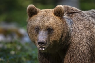European brown bear (Ursus arctos arctos), animal portrait, Notranjska region, Slovenia